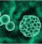 3D-Cell-Culture